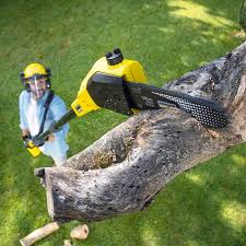 Best Stump Grinding and Removal  in Clifton, NJ